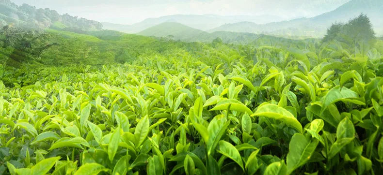 Horec Essence of green tea seed moisturizing facial cream filling water moist